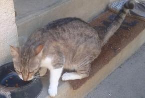 Alerta de Hallazgo Gato cruce  Hembra Hagetmau Francia