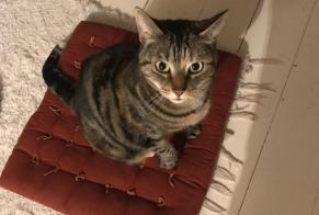 Alerta de Desaparición Gato cruce  Hembra , 6 años Strasbourg Francia
