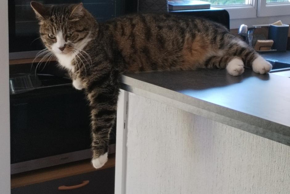 Alerta de Desaparición Gato cruce  Hembra , 7 años Conches-sur-Gondoire Francia