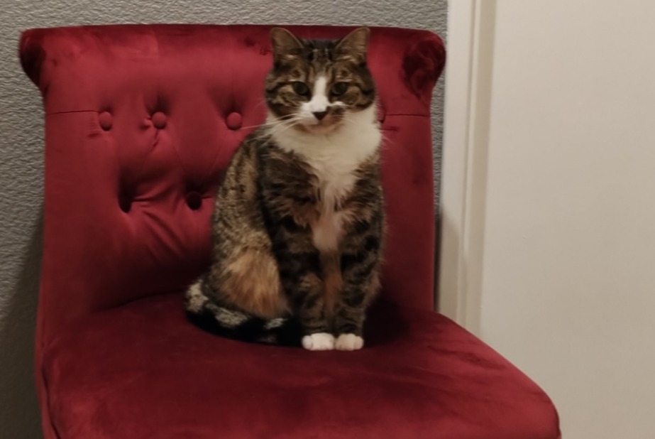 Alerta de Desaparición Gato cruce  Hembra , 7 años Conches-sur-Gondoire Francia