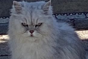 Alerta de Desaparición Gato  Macho , 9 años Louvroil Francia