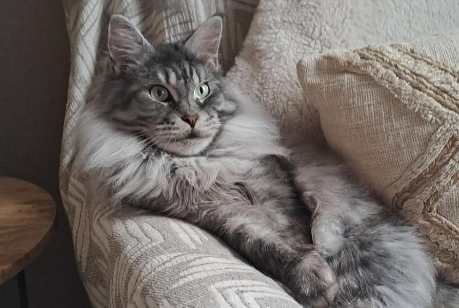 Alerta de Desaparición Gato  Macho , 6 años Quesnoy-sur-Deûle Francia