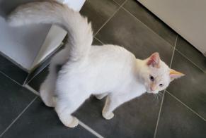 Alerta de Desaparición Gato  Macho , 1 años Bavay Francia