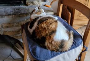 Alerta de Desaparición Gato  Hembra , 13 años Villers-Semeuse Francia