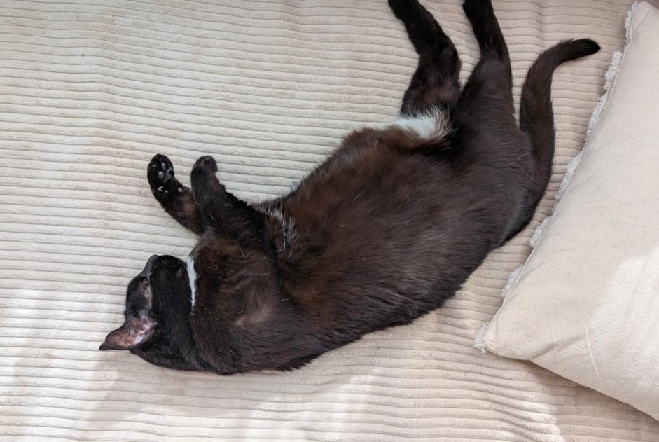 Alerta de Desaparición Gato Hembra , 6 años Chavanod Francia