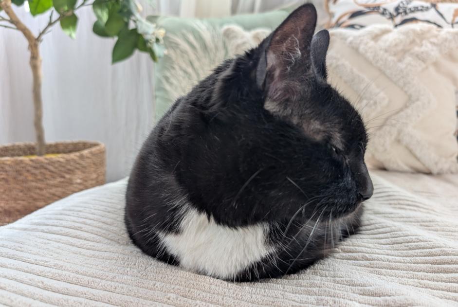 Alerta de Desaparición Gato Hembra , 6 años Chavanod Francia