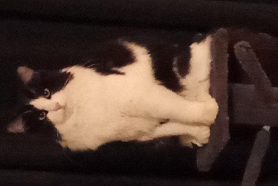 Alerta de Desaparición Gato  Macho , 1 años Saint-Saulge Francia