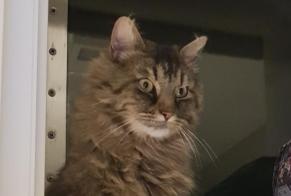 Alerta de Desaparición Gato cruce  Hembra , 6 años Belvédère-Campomoro Francia