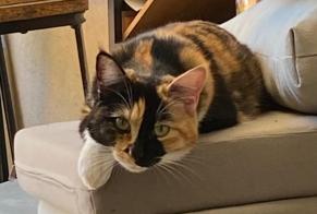 Alerta de Desaparición Gato Hembra , 1 años Auch Francia