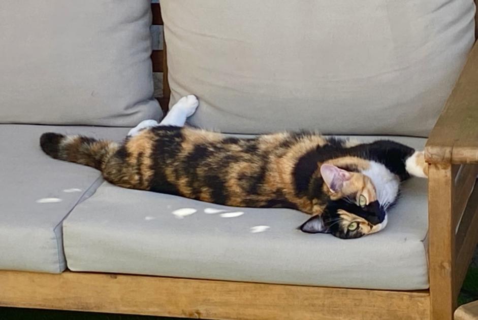 Alerta de Desaparición Gato Hembra , 1 años Auch Francia