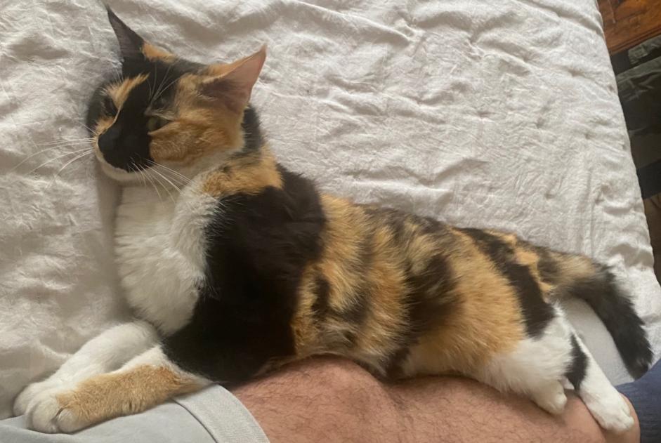 Alerta de Desaparición Gato Hembra , 1 años Auch Francia
