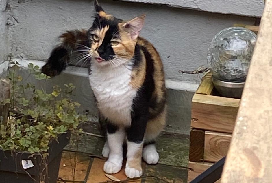 Alerta de Desaparición Gato Hembra , 1 años Auch Francia