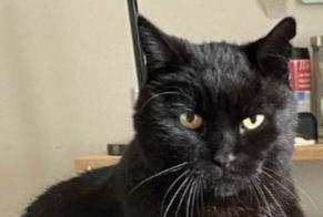Alerta de Desaparición Gato  Macho , 16 años Cognac Francia