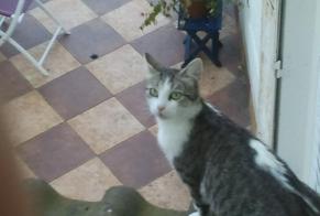 Alerta de Desaparición Gato cruce  Hembra , 11 años Limoges Francia