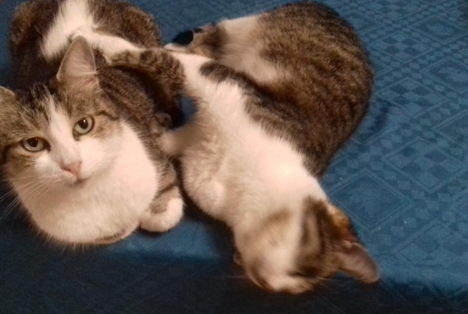 Alerta de Desaparición Gato cruce  Hembra , 11 años Limoges Francia
