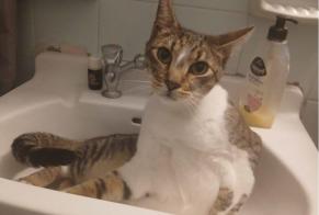 Alerta de Desaparición Gato cruce  Macho , 5 años Saint-Florentin Francia