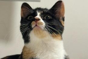 Alerta de Desaparición Gato Hembra , 1 años Plaisir Francia
