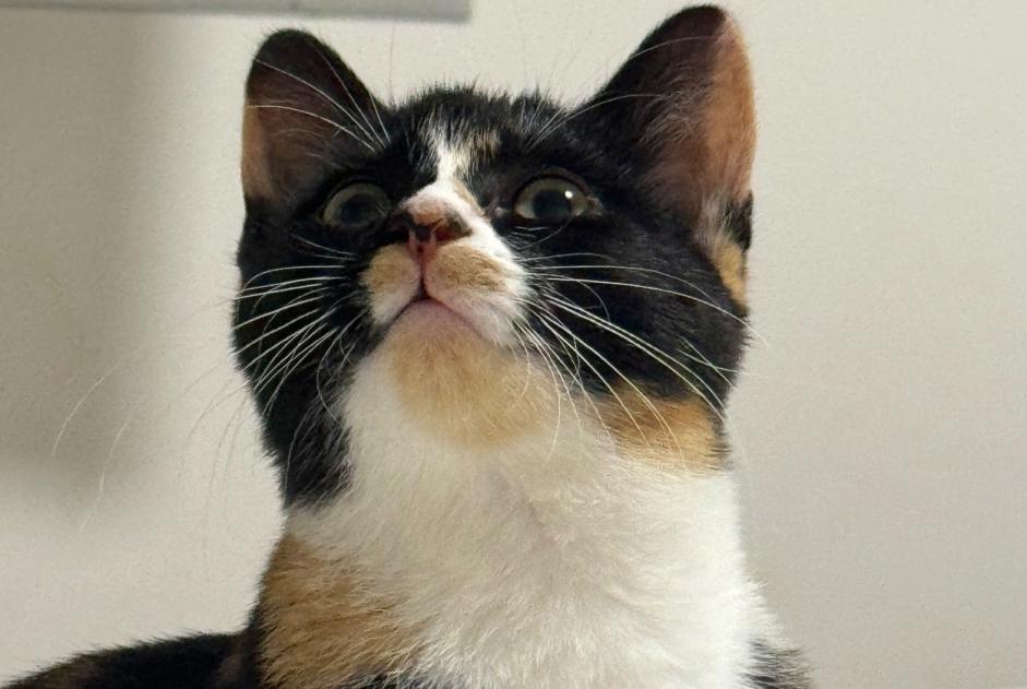 Alerta de Desaparición Gato Hembra , 1 años Plaisir Francia