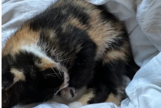 Alerta de Desaparición Gato Hembra , 1 años Plaisir Francia