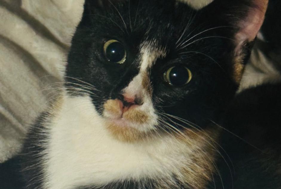 Alerta de Desaparición Gato Hembra , 1 años Plaisir Francia