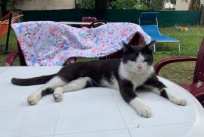 Alerta de Desaparición Gato Macho , 2 años Nancy Francia