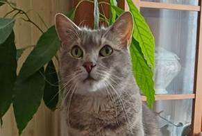Alerta de Desaparición Gato Macho , 12 años Trouville-sur-Mer Francia