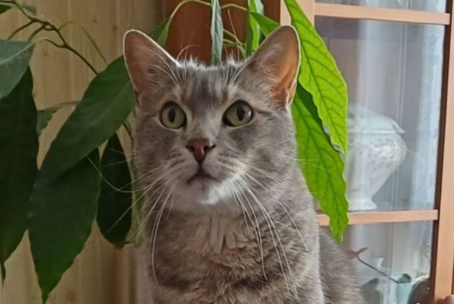 Alerta de Desaparición Gato Macho , 12 años Trouville-sur-Mer Francia