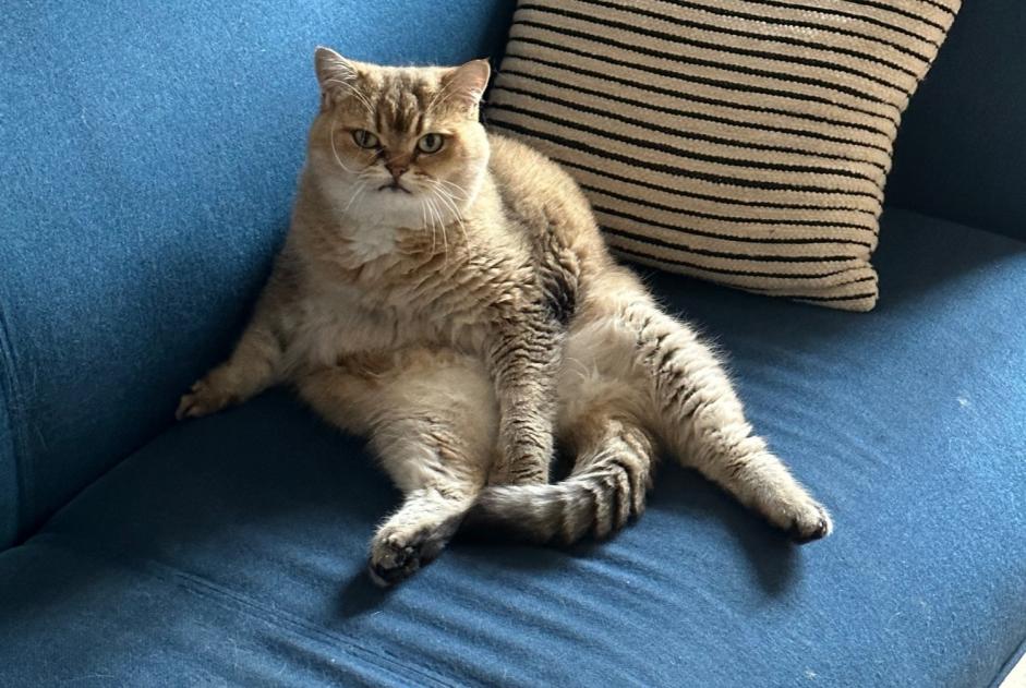 Alerta de Desaparición Gato  Hembra , 8 años Garches Francia