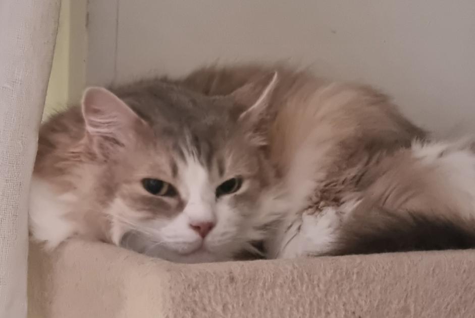 Alerta de Desaparición Gato Macho , 9 años Châtillon Francia