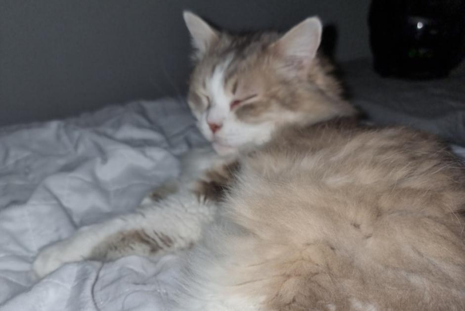 Alerta de Desaparición Gato Macho , 9 años Châtillon Francia