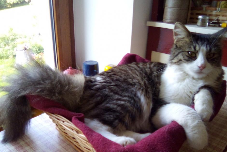 Alerta de Desaparición Gato cruce  Macho , 5 años La Bresse Francia