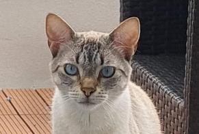 Alerta de Desaparición Gato  Macho , 3 años Louvres Francia