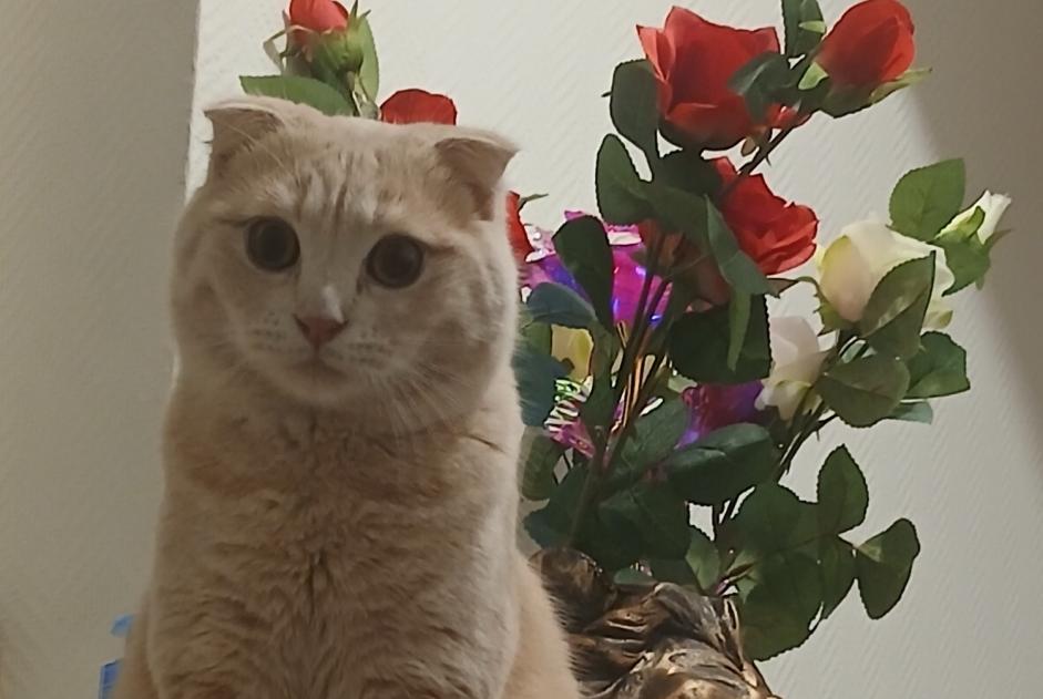 Alerta de Desaparición Gato  Macho , 1 años Saint-Denis Francia