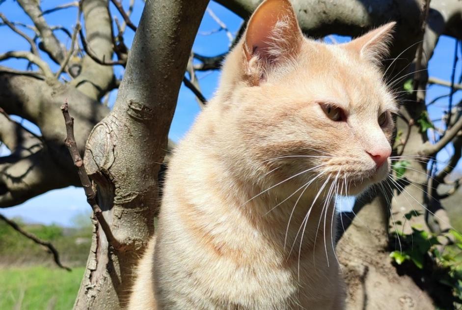 Alerta de Desaparición Gato Macho , 4 años Simacourbe Francia