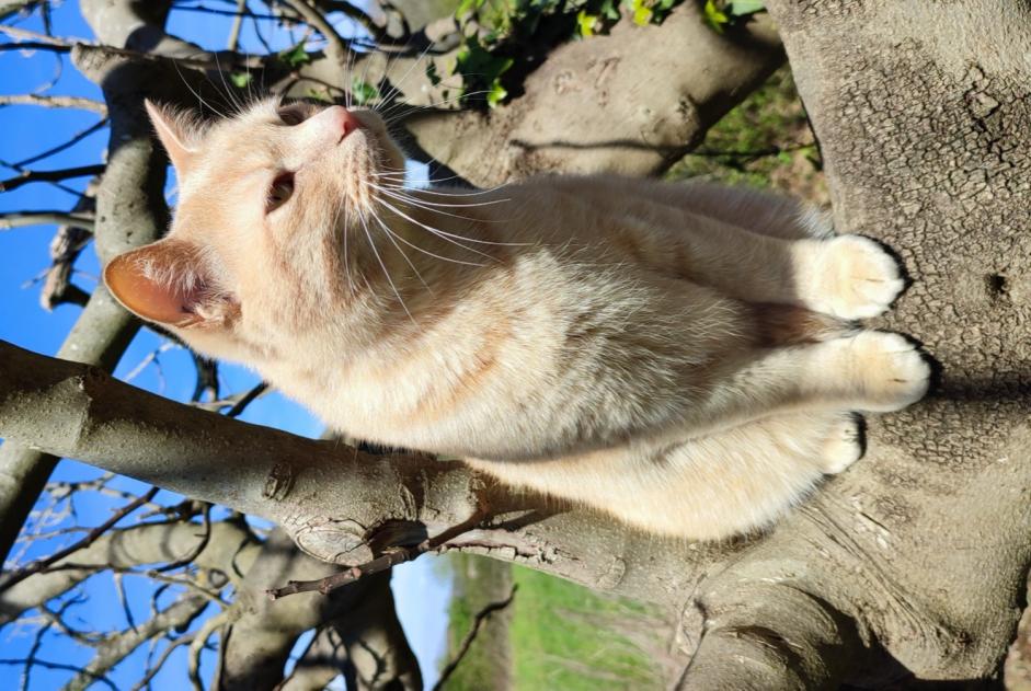 Alerta de Desaparición Gato Macho , 4 años Simacourbe Francia