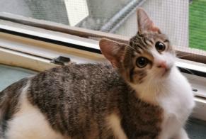 Alerta de Desaparición Gato Hembra , 1 años Jarny Francia