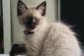 Alerta de Desaparición Gato  Macho , 0 años Chennevières-sur-Marne Francia