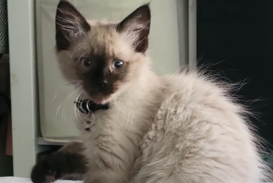 Alerta de Desaparición Gato  Macho , 0 años Chennevières-sur-Marne Francia