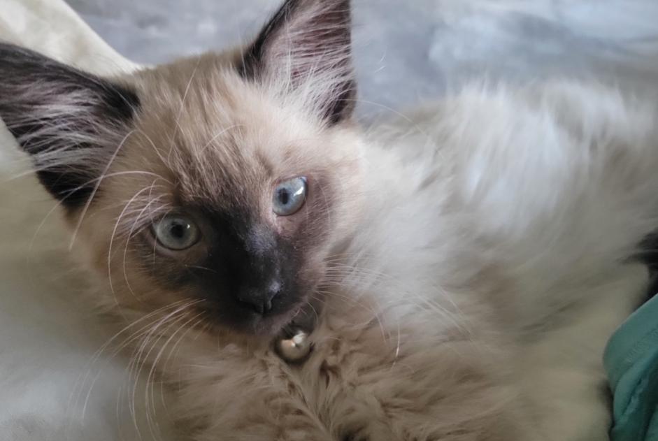 Alerta de Desaparición Gato  Macho , 0 años Chennevières-sur-Marne Francia