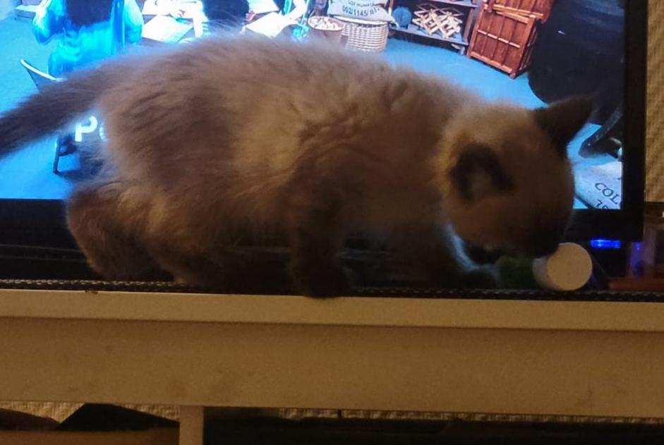 Alerta de Desaparición Gato  Macho , 0 años Chennevières-sur-Marne Francia