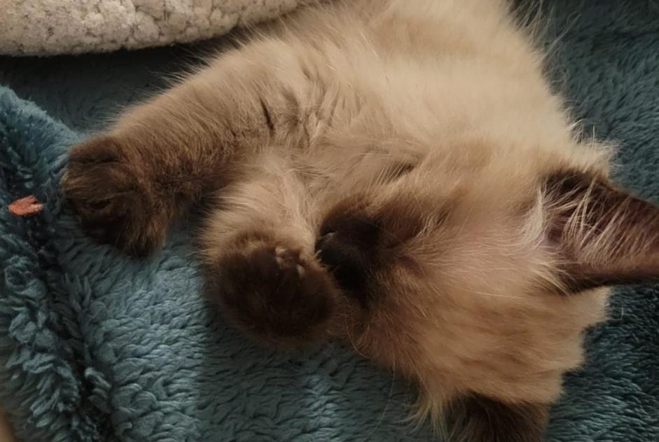 Alerta de Desaparición Gato  Macho , 0 años Chennevières-sur-Marne Francia