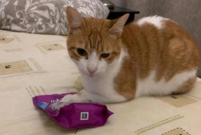 Alerta de Desaparición Gato cruce  Macho , 4 años Tavel Francia