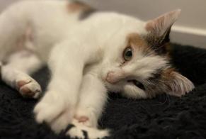 Alerta de Desaparición Gato  Hembra , 3 años Couëron Francia