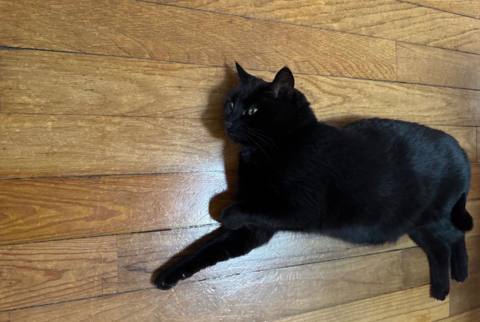 Alerta de Desaparición Gato Hembra , 9 años Orthevielle Francia