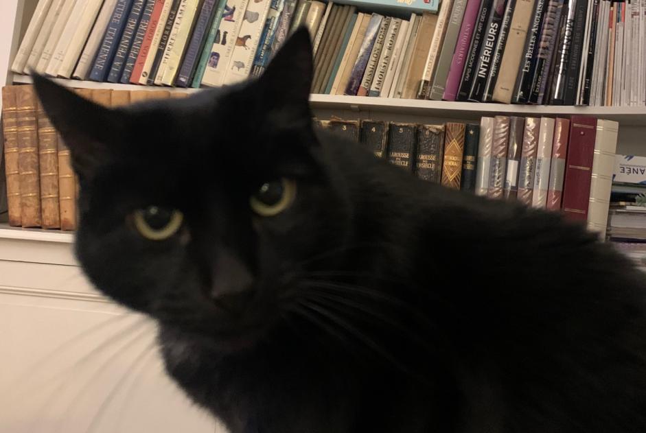 Alerta de Desaparición Gato Hembra , 9 años Orthevielle Francia