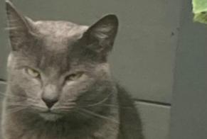 Alerta de Desaparición Gato cruce  Hembra , 47 años Auchy-lez-Orchies Francia