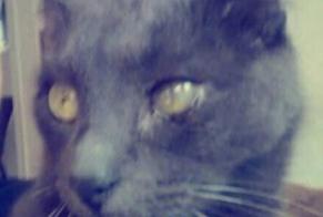 Alerta de Desaparición Gato cruce  Macho , 4 años Charleville-Mézières Francia