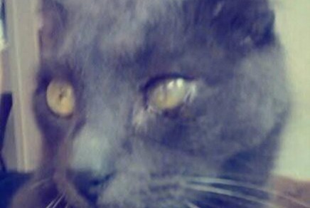 Alerta de Desaparición Gato cruce  Macho , 4 años Charleville-Mézières Francia