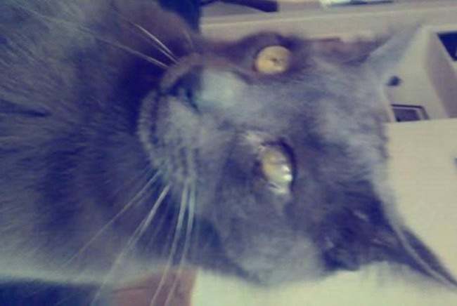 Alerta de Desaparición Gato cruce  Macho , 4 años Charleville-Mézières Francia
