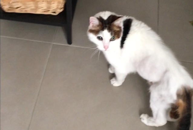 Alerta de Desaparición Gato  Hembra , 16 años Avon Francia